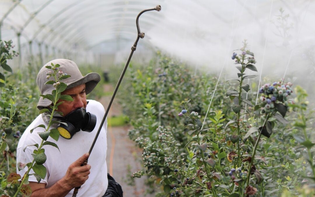 The Dangers of Pesticides in Our Food Supply